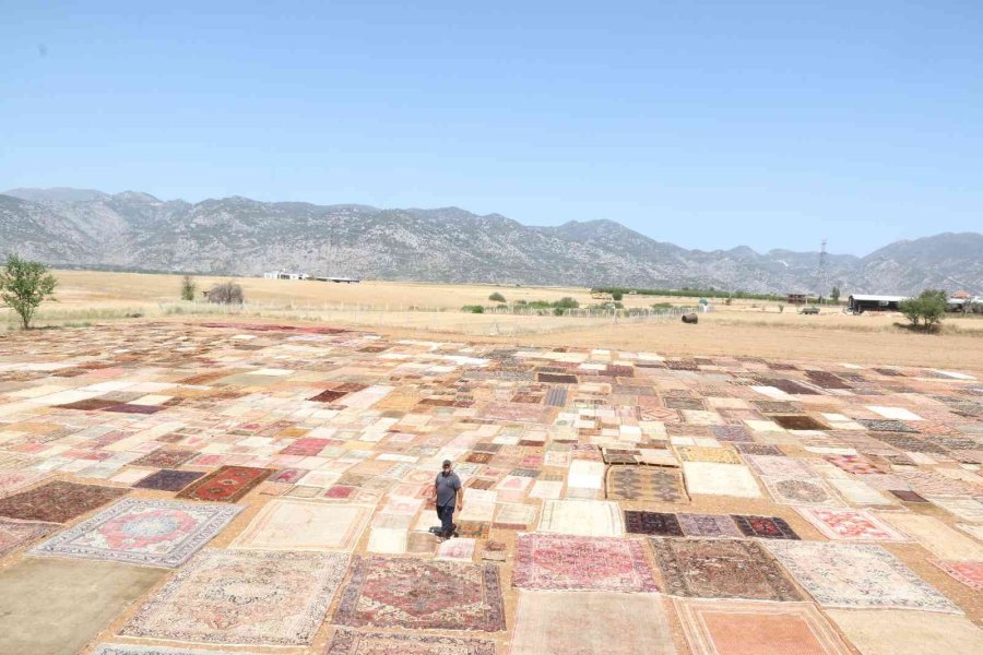 ’halı Tarlaları’nda Sezon Açıldı, Buğday Tarlalarında Renk Cümbüşü Yaşandı