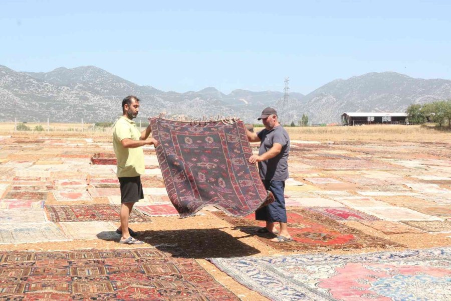 ’halı Tarlaları’nda Sezon Açıldı, Buğday Tarlalarında Renk Cümbüşü Yaşandı