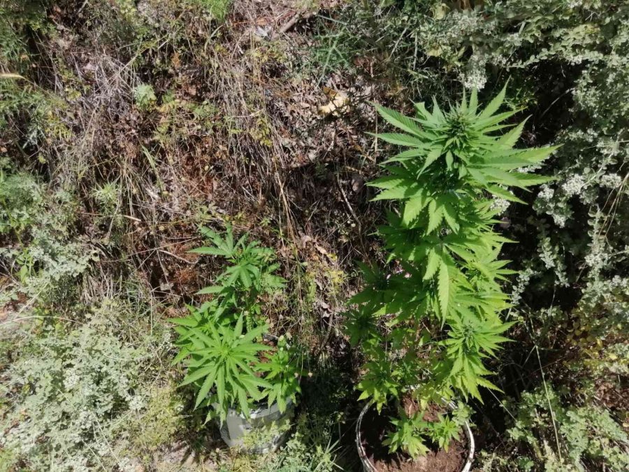 Jandarmadan Zeytin Bahçesine Kenevir Operasyonu