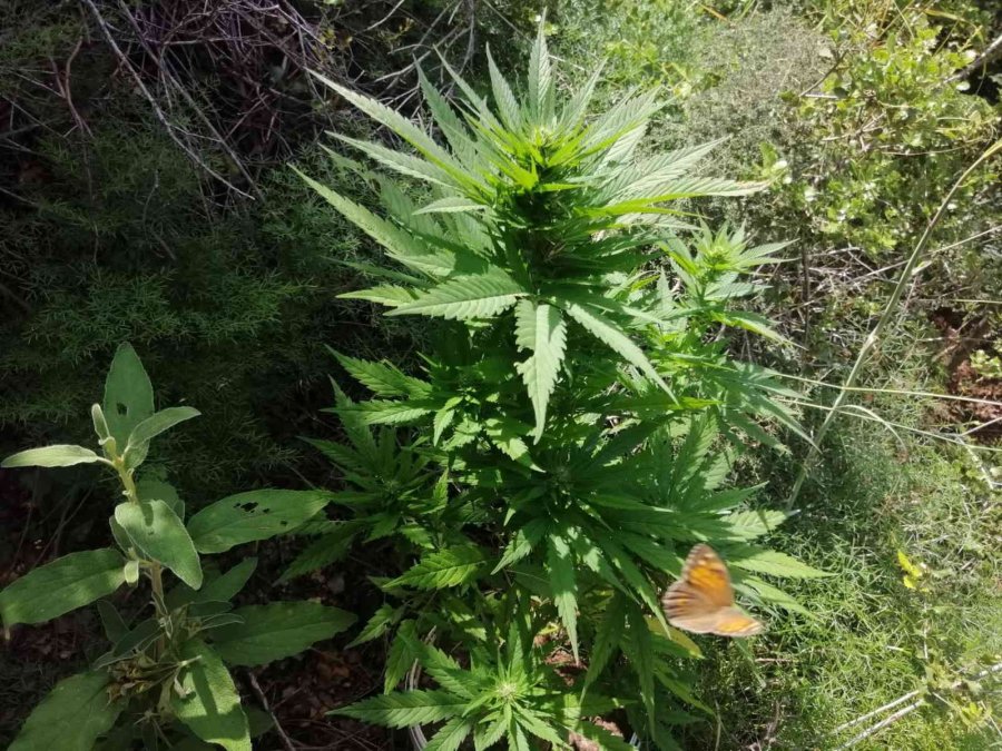 Jandarmadan Zeytin Bahçesine Kenevir Operasyonu