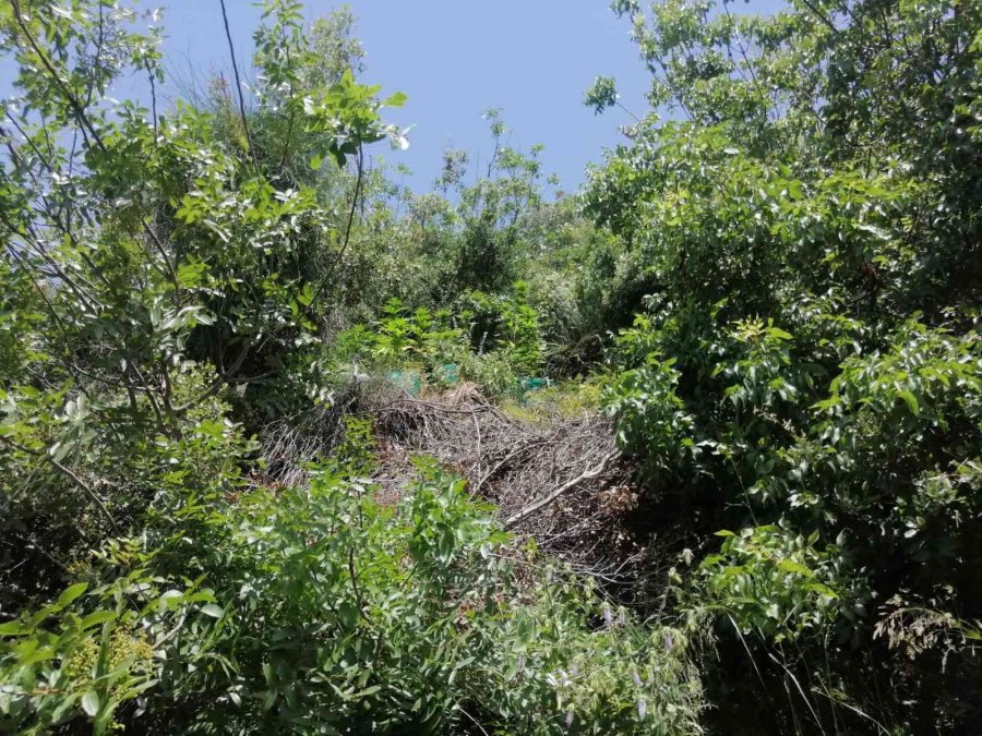 Jandarmadan Zeytin Bahçesine Kenevir Operasyonu