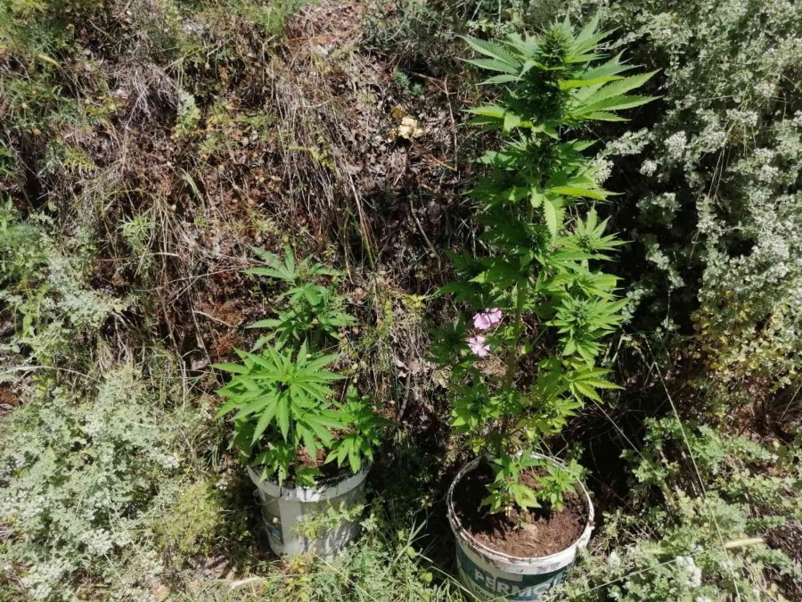 Jandarmadan Zeytin Bahçesine Kenevir Operasyonu