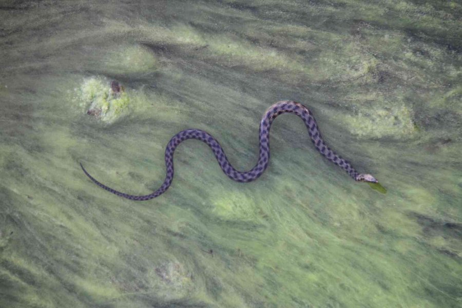 Vatandaşlar Kanal Kenarında Film İzler Gibi Tatlı Su Yılanı İzliyor