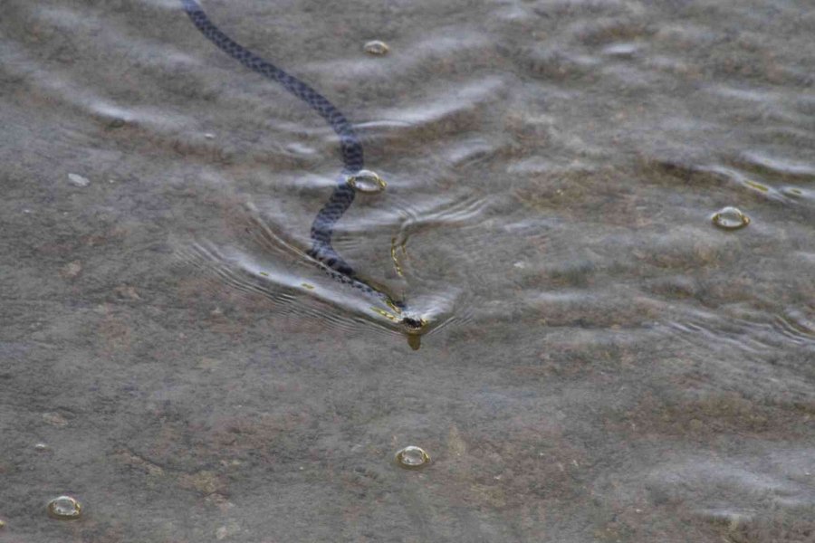 Vatandaşlar Kanal Kenarında Film İzler Gibi Tatlı Su Yılanı İzliyor