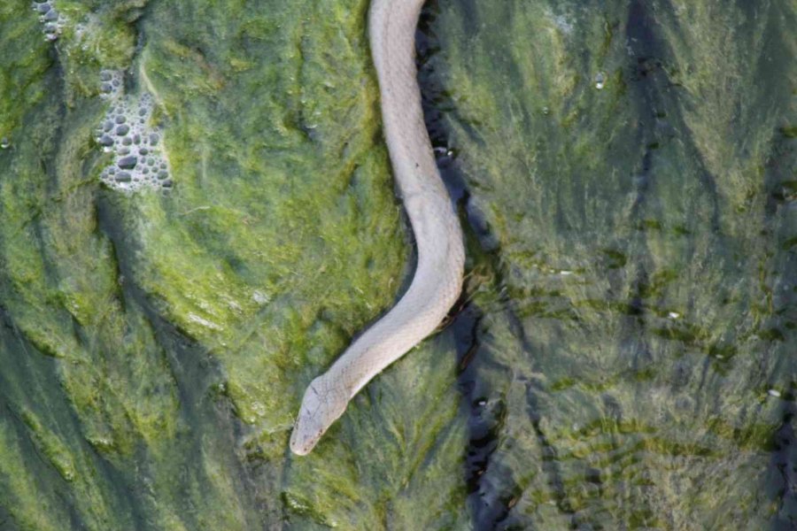 Vatandaşlar Kanal Kenarında Film İzler Gibi Tatlı Su Yılanı İzliyor