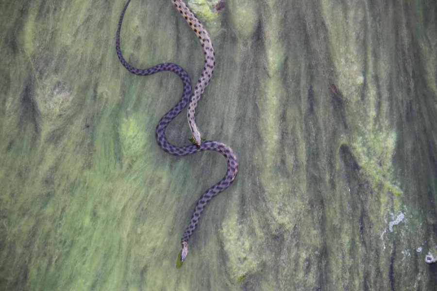 Vatandaşlar Kanal Kenarında Film İzler Gibi Tatlı Su Yılanı İzliyor
