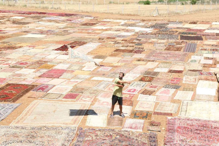 ’halı Tarlaları’nda Sezon Açıldı, Buğday Tarlalarında Renk Cümbüşü Yaşandı