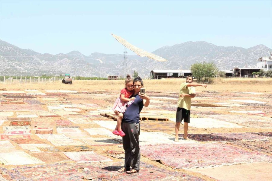 ’halı Tarlaları’nda Sezon Açıldı, Buğday Tarlalarında Renk Cümbüşü Yaşandı