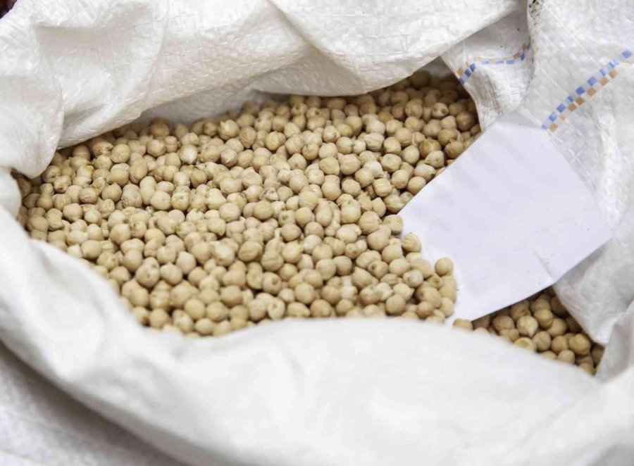 Gazipaşalı Çiftçilere Nohut Desteği