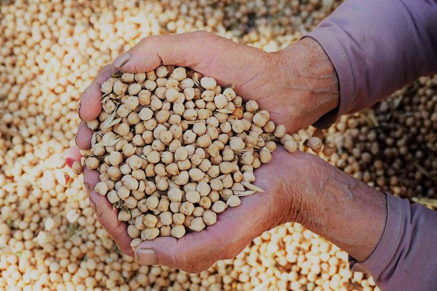 Gazipaşalı Çiftçilere Nohut Desteği