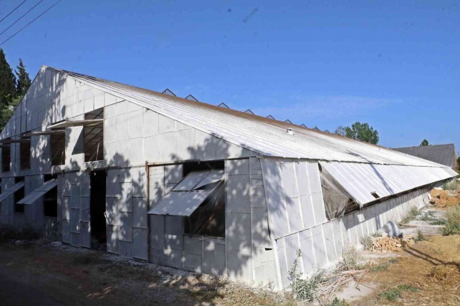 Yaz Ayları Fırın Gibi Olan Cam Serada, Soğutucu Klima Olmadan Kültür Mantarı Yetiştirdiler