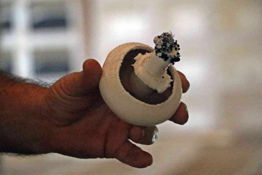 Yaz Ayları Fırın Gibi Olan Cam Serada, Soğutucu Klima Olmadan Kültür Mantarı Yetiştirdiler