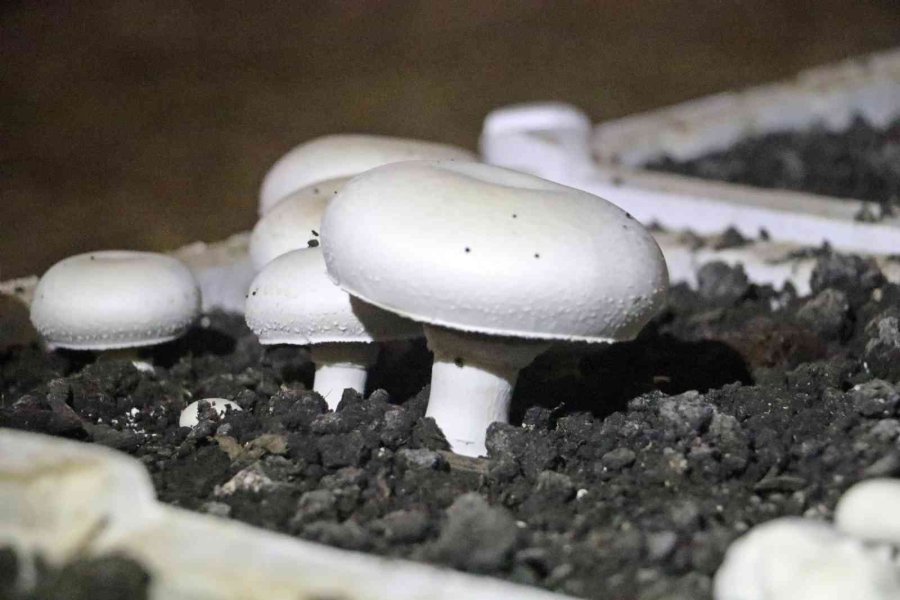 Yaz Ayları Fırın Gibi Olan Cam Serada, Soğutucu Klima Olmadan Kültür Mantarı Yetiştirdiler