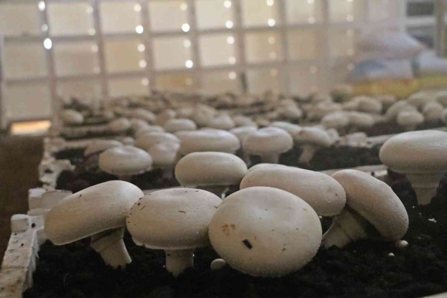 Yaz Ayları Fırın Gibi Olan Cam Serada, Soğutucu Klima Olmadan Kültür Mantarı Yetiştirdiler