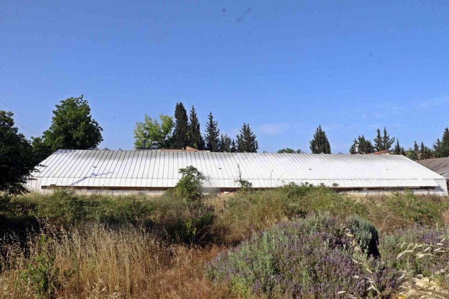 Yaz Ayları Fırın Gibi Olan Cam Serada, Soğutucu Klima Olmadan Kültür Mantarı Yetiştirdiler