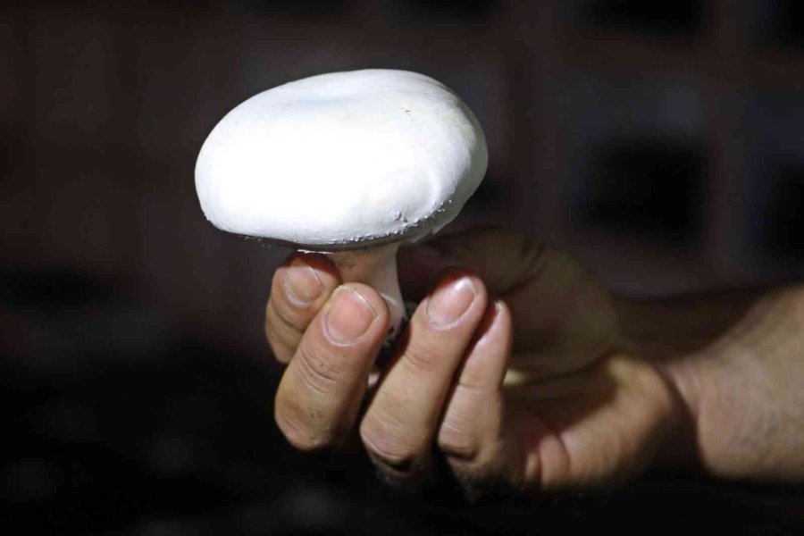 Yaz Ayları Fırın Gibi Olan Cam Serada, Soğutucu Klima Olmadan Kültür Mantarı Yetiştirdiler