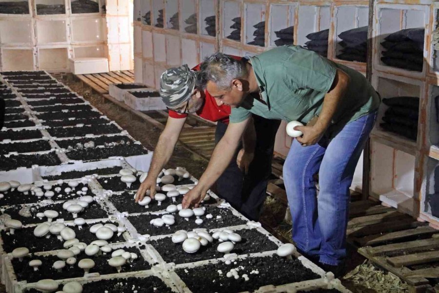 Yaz Ayları Fırın Gibi Olan Cam Serada, Soğutucu Klima Olmadan Kültür Mantarı Yetiştirdiler