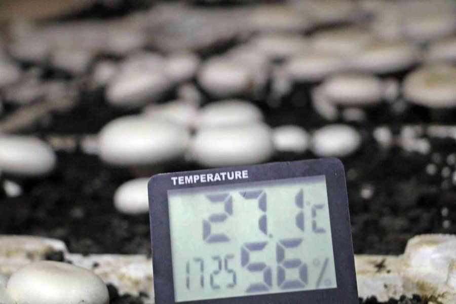 Yaz Ayları Fırın Gibi Olan Cam Serada, Soğutucu Klima Olmadan Kültür Mantarı Yetiştirdiler