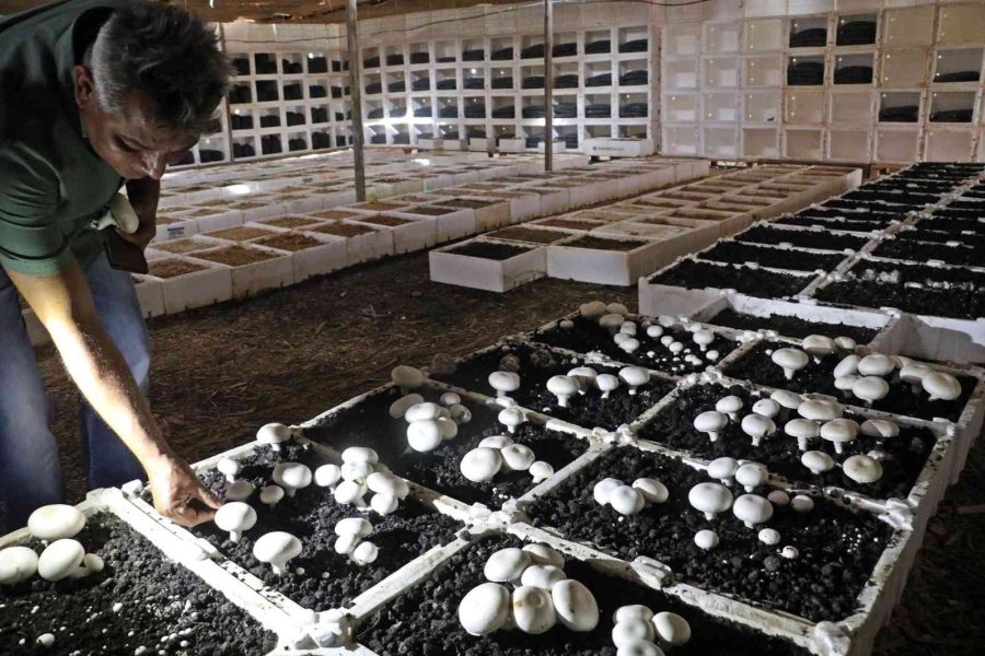 Yaz Ayları Fırın Gibi Olan Cam Serada, Soğutucu Klima Olmadan Kültür Mantarı Yetiştirdiler