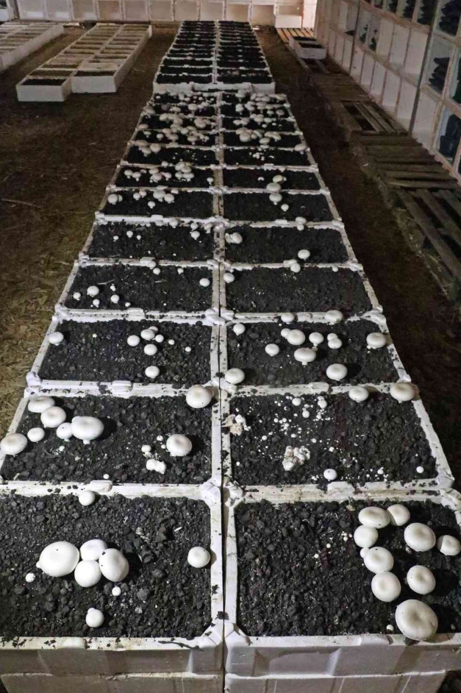 Yaz Ayları Fırın Gibi Olan Cam Serada, Soğutucu Klima Olmadan Kültür Mantarı Yetiştirdiler