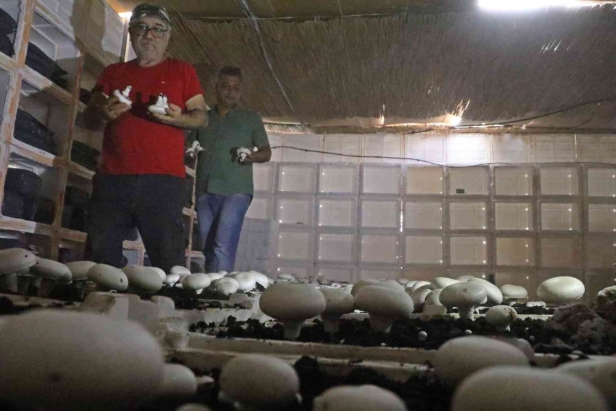 Yaz Ayları Fırın Gibi Olan Cam Serada, Soğutucu Klima Olmadan Kültür Mantarı Yetiştirdiler