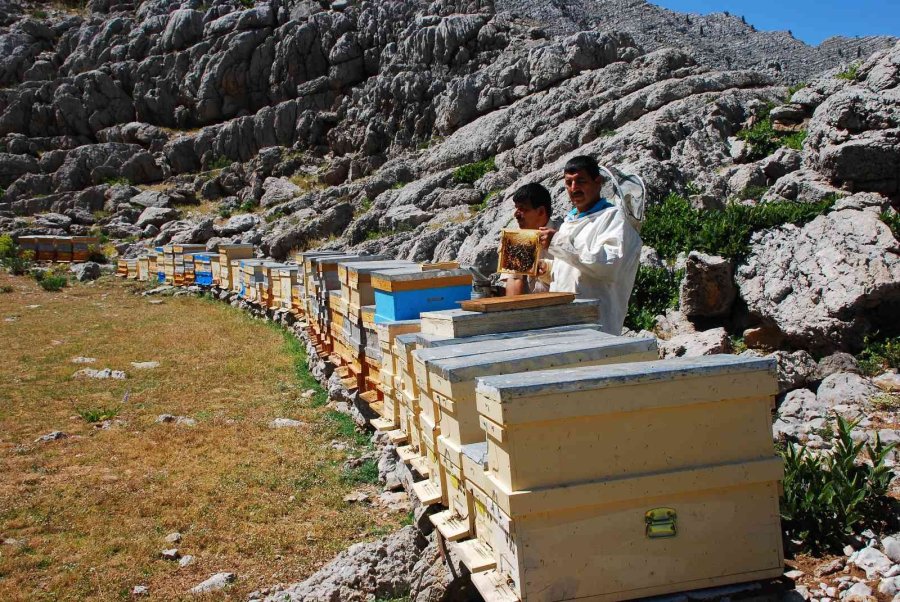 Kovanlar Ağustos Ayındaki Hasat İçin 2 Bin Rakımlı Yaylalarda Yerini Aldı