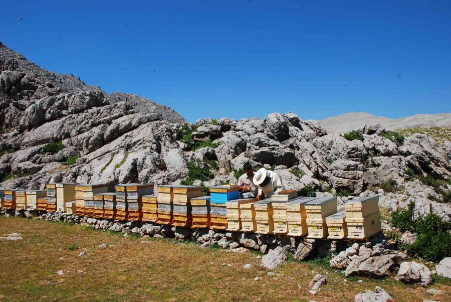 Kovanlar Ağustos Ayındaki Hasat İçin 2 Bin Rakımlı Yaylalarda Yerini Aldı