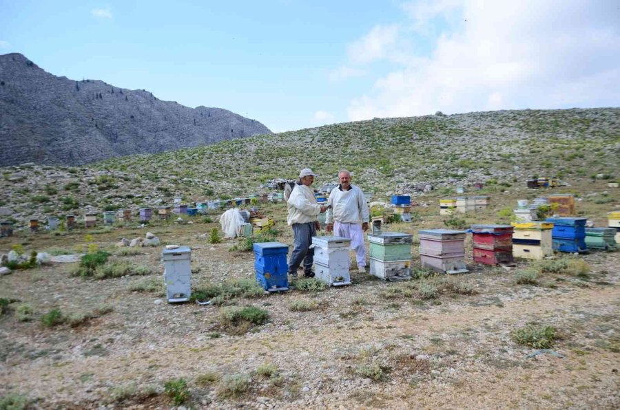 Kovanlar Ağustos Ayındaki Hasat İçin 2 Bin Rakımlı Yaylalarda Yerini Aldı