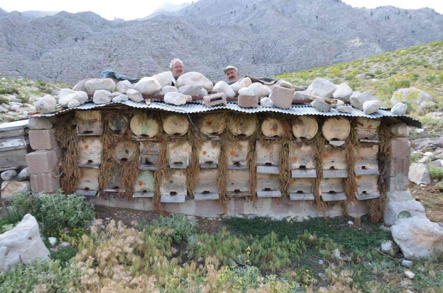 Kovanlar Ağustos Ayındaki Hasat İçin 2 Bin Rakımlı Yaylalarda Yerini Aldı