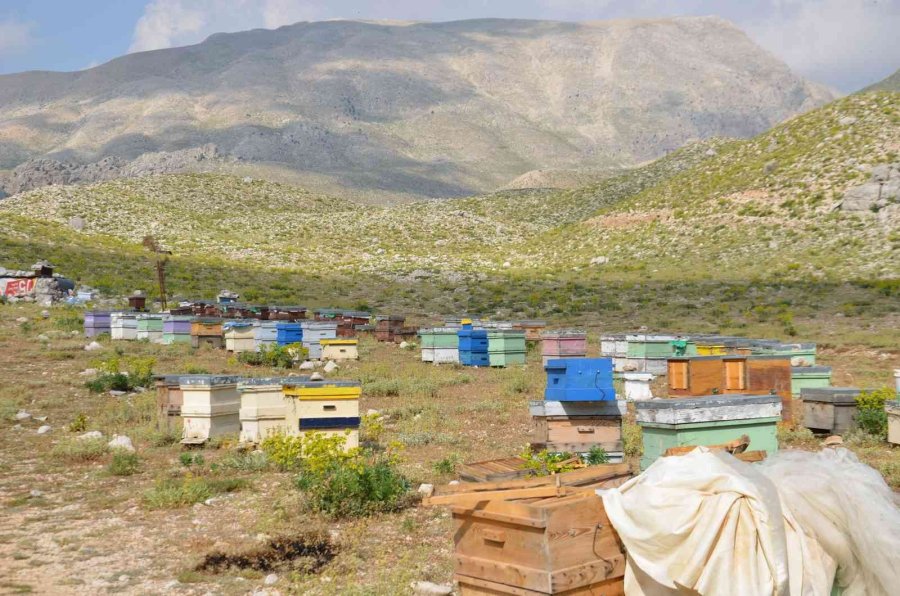 Kovanlar Ağustos Ayındaki Hasat İçin 2 Bin Rakımlı Yaylalarda Yerini Aldı