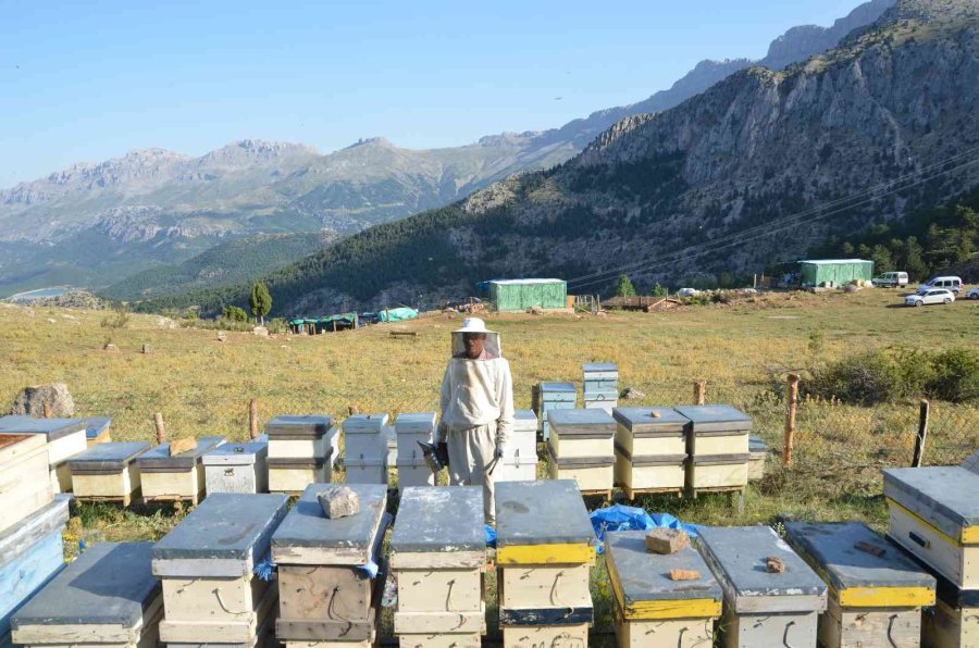 Kovanlar Ağustos Ayındaki Hasat İçin 2 Bin Rakımlı Yaylalarda Yerini Aldı