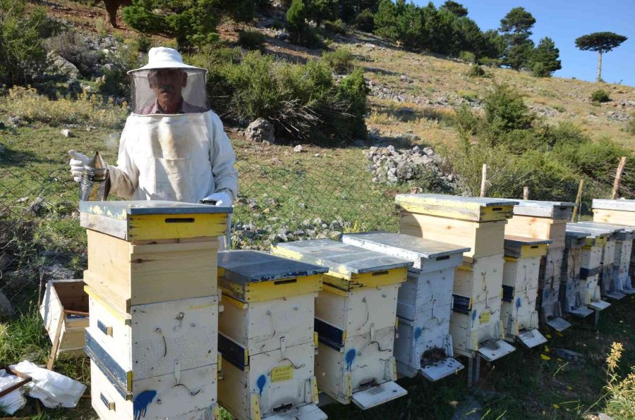 Kovanlar Ağustos Ayındaki Hasat İçin 2 Bin Rakımlı Yaylalarda Yerini Aldı