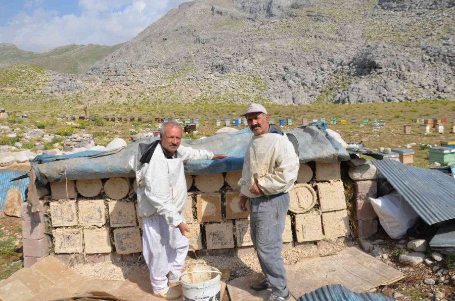 Kovanlar Ağustos Ayındaki Hasat İçin 2 Bin Rakımlı Yaylalarda Yerini Aldı