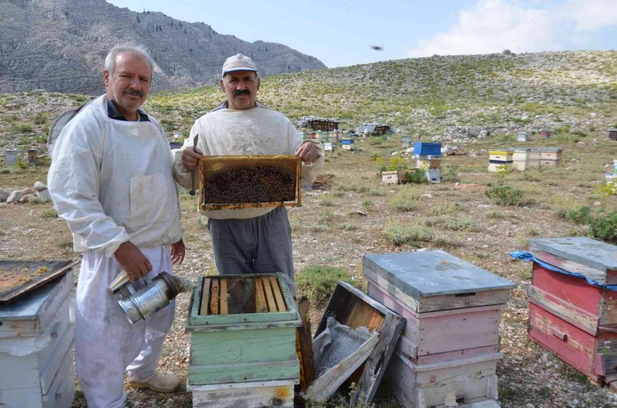 Kovanlar Ağustos Ayındaki Hasat İçin 2 Bin Rakımlı Yaylalarda Yerini Aldı