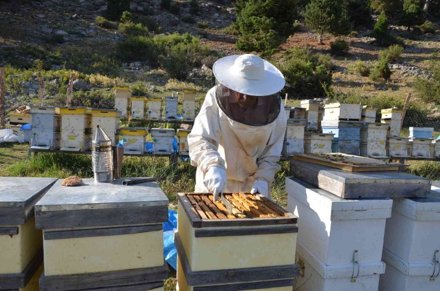 Kovanlar Ağustos Ayındaki Hasat İçin 2 Bin Rakımlı Yaylalarda Yerini Aldı