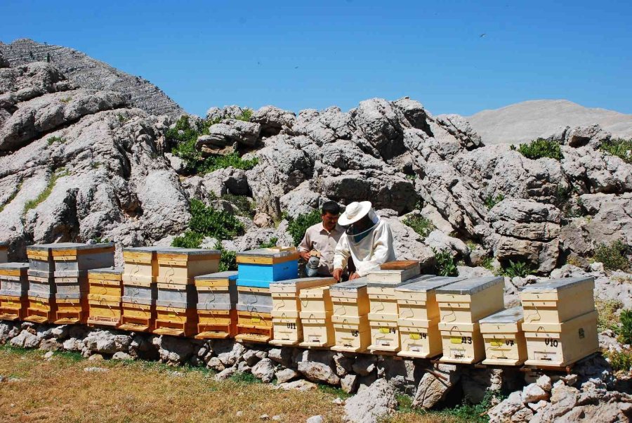 Kovanlar Ağustos Ayındaki Hasat İçin 2 Bin Rakımlı Yaylalarda Yerini Aldı