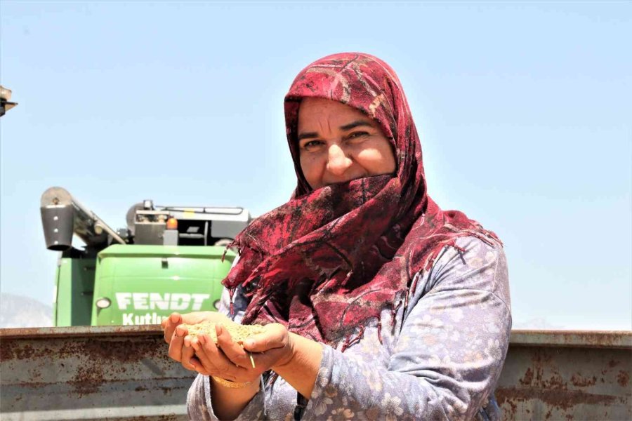 Antalya’da Buğday Hasadı Başladı