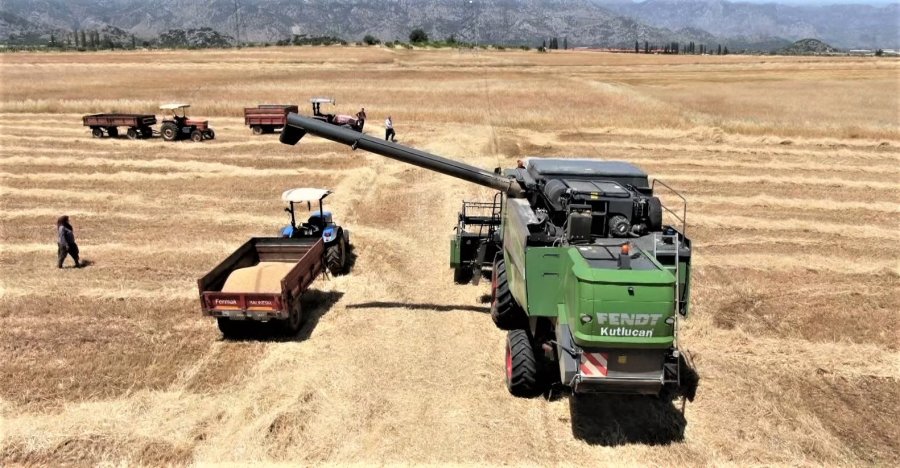 Antalya’da Buğday Hasadı Başladı