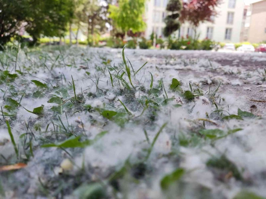 Kanlıkavak Parkı’nda İlginç Polen Örtüsü