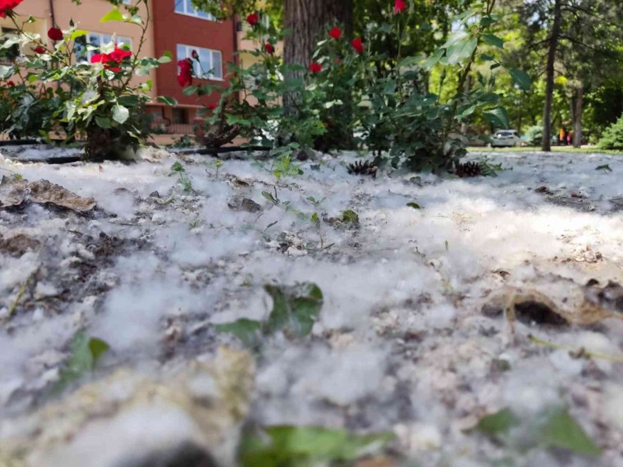 Kanlıkavak Parkı’nda İlginç Polen Örtüsü