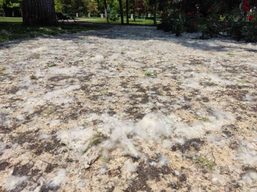 Kanlıkavak Parkı’nda İlginç Polen Örtüsü