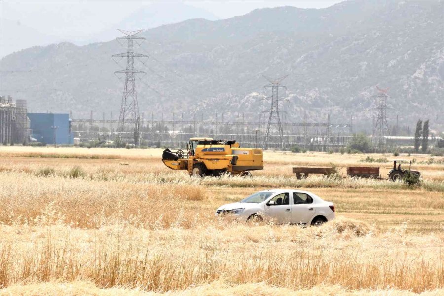 Antalya’da Buğday Hasadı Başladı