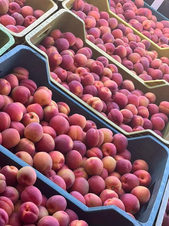 Kayısı Yüz Güldürüyor