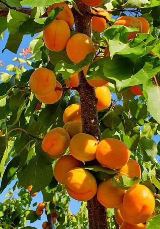 Kayısı Yüz Güldürüyor