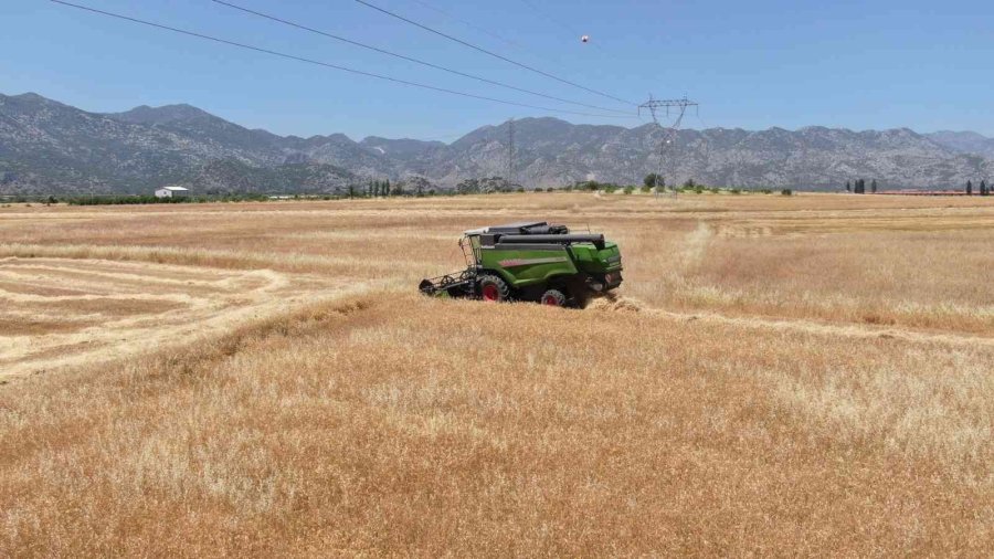 Antalya’da Buğday Hasadı Başladı