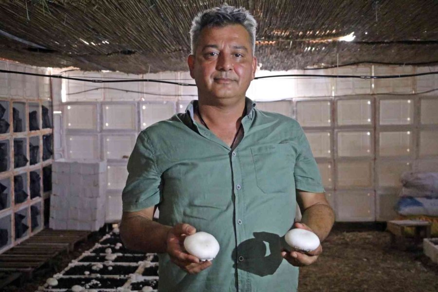 Yaz Ayları Fırın Gibi Olan Cam Serada, Soğutucu Klima Olmadan Kültür Mantarı Yetiştirdiler