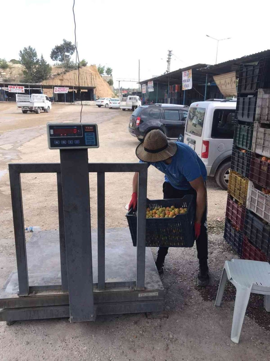 Mut’ta Iskarta Kayısı Üreticiyi Sevindirdi