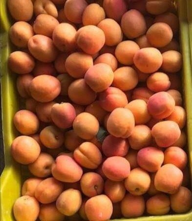 Mut’ta Iskarta Kayısı Üreticiyi Sevindirdi