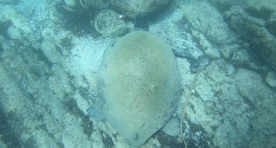 Ünlü Profesörden Isıran Caretta Carettaler İçin ’elle Beslemeyin’ Uyarısı