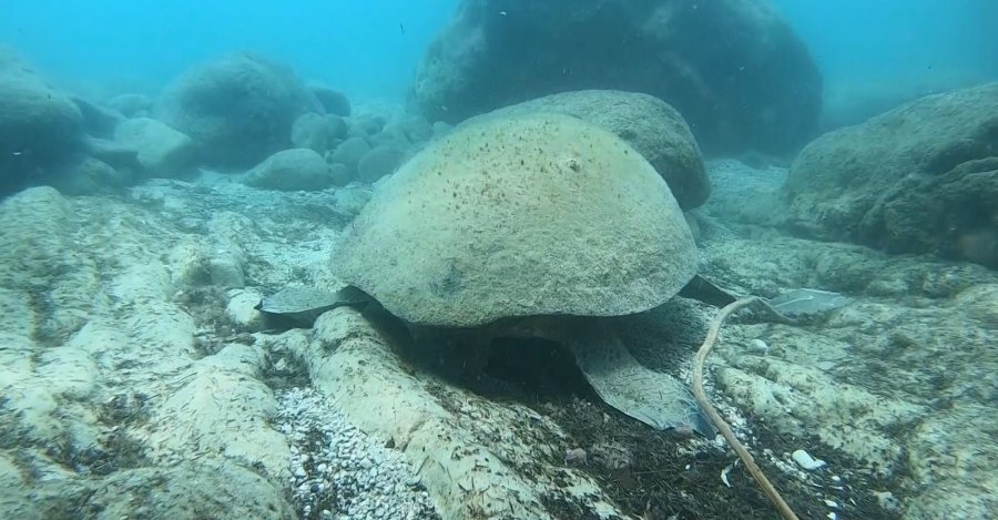 Ünlü Profesörden Isıran Caretta Carettaler İçin ’elle Beslemeyin’ Uyarısı